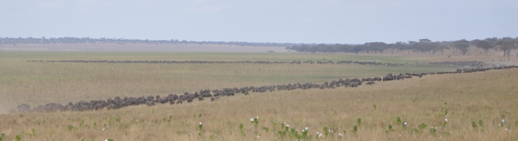 Buffalo on the move, Tarangire National Park, July 2017