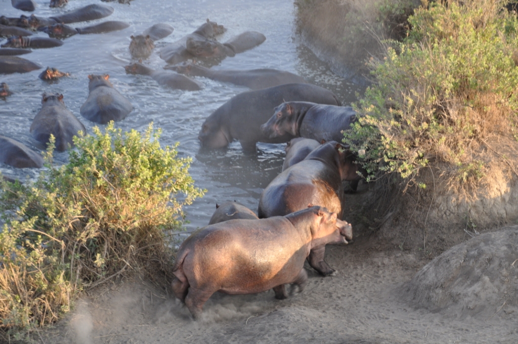 View of Hippos from the basket of the hot air Balloon