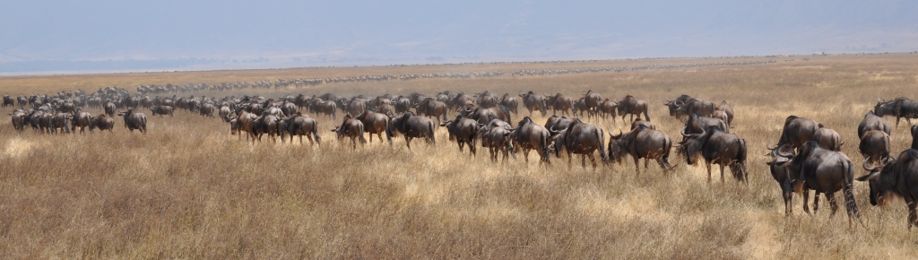 Wildebeeste on the move, Ngorongoro Crater, July 2017